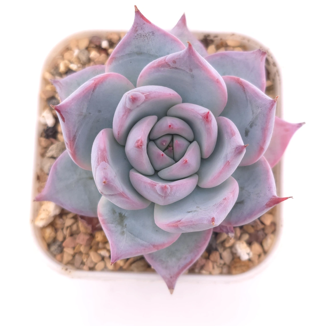 Echeveria colorata spp. | 卡羅拉雜 - View 1