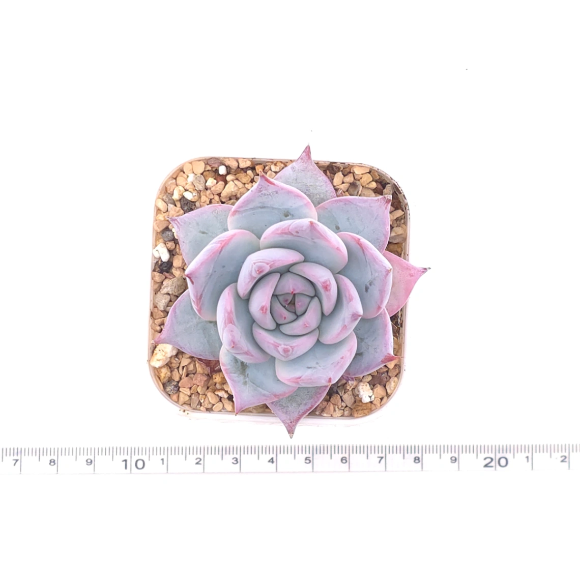 Echeveria colorata spp. | 卡羅拉雜 thumbnail 4