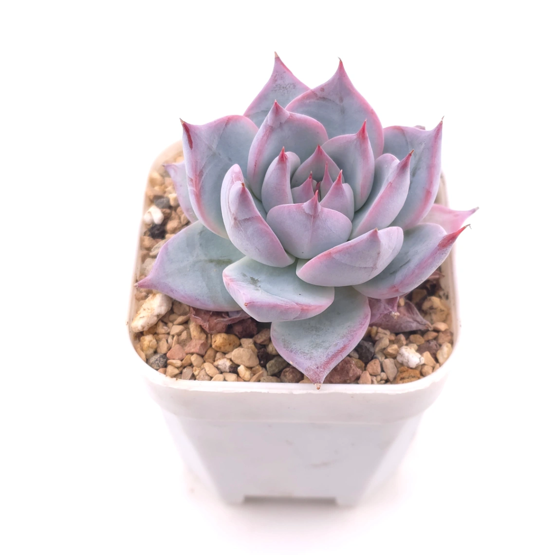 Echeveria colorata spp. | 卡羅拉雜 thumbnail 2