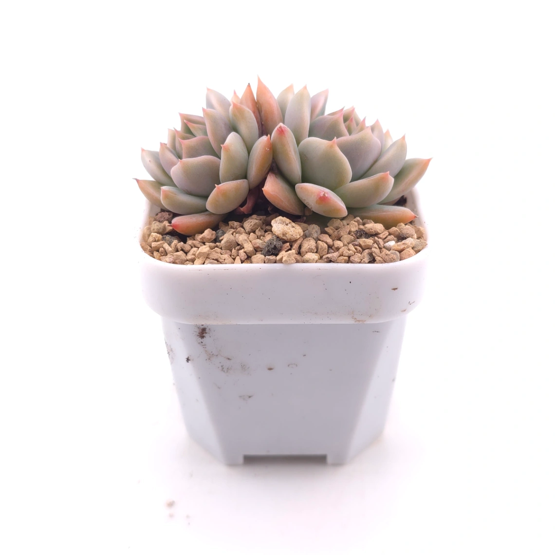 Echeveria ‘Frost Flower’ | 霜花 thumbnail 3