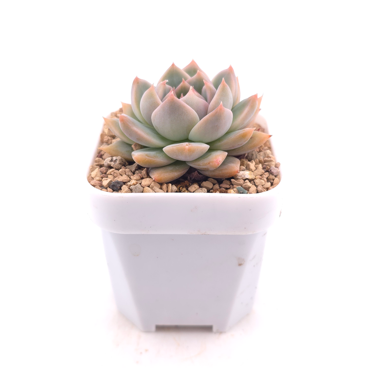 Echeveria ‘Frost Flower’ | 霜花 thumbnail 3