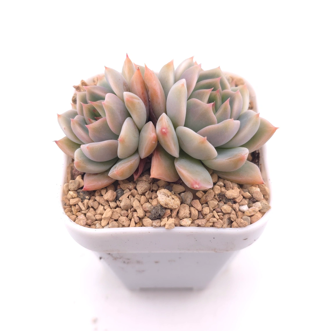 Echeveria ‘Frost Flower’ | 霜花 thumbnail 2