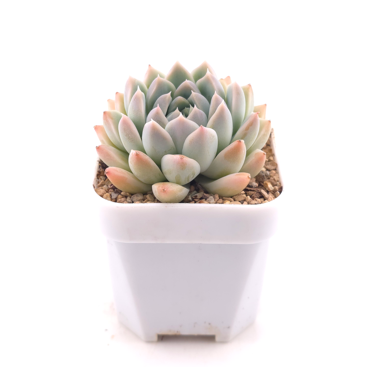 Echeveria ‘Frost Flower’ | 霜花 thumbnail 3