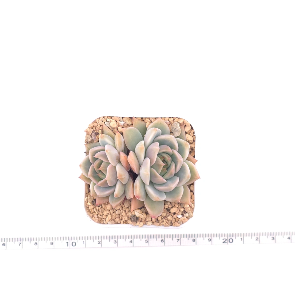 Echeveria ‘Frost Flower’ | 霜花 thumbnail 4