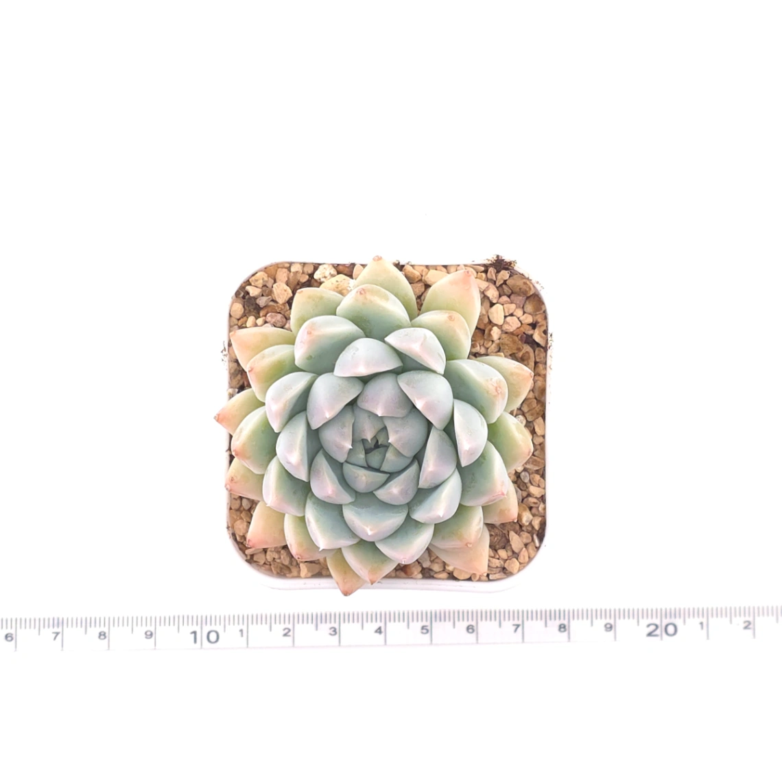 Echeveria ‘Frost Flower’ | 霜花 thumbnail 4