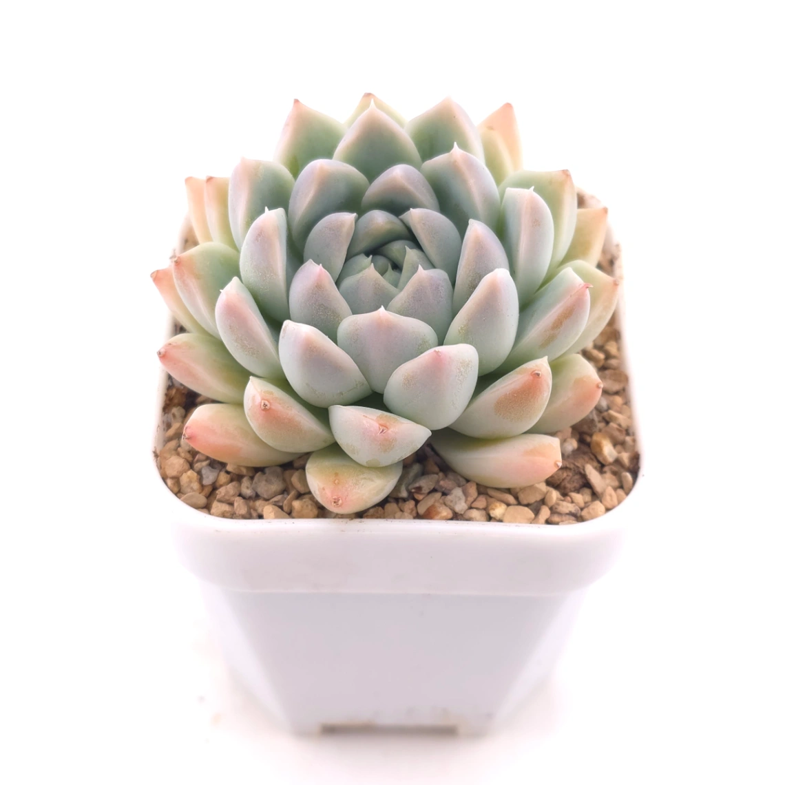 Echeveria ‘Frost Flower’ | 霜花 thumbnail 2