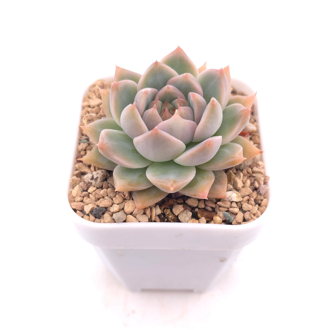 Echeveria ‘Frost Flower’ | 霜花 thumbnail 2