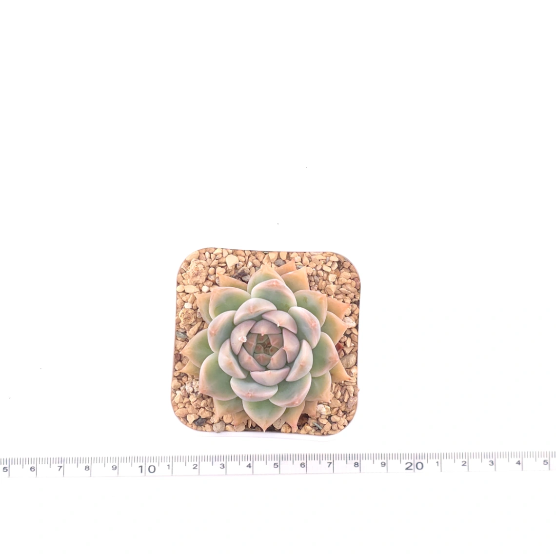 Echeveria ‘Frost Flower’ | 霜花 thumbnail 4