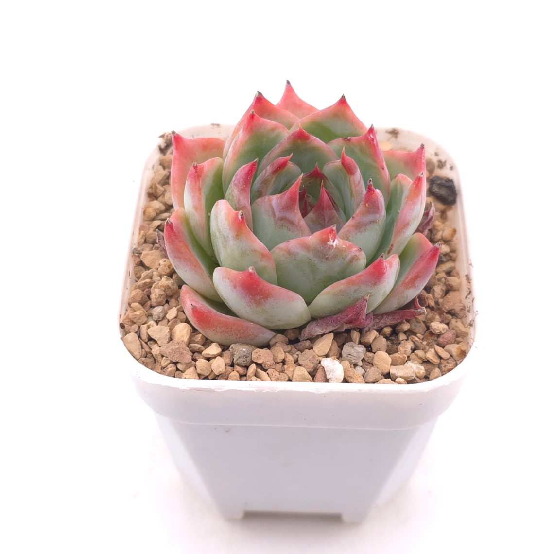 Echeveria ‘Honey Peach’ | 水蜜桃 thumbnail 2