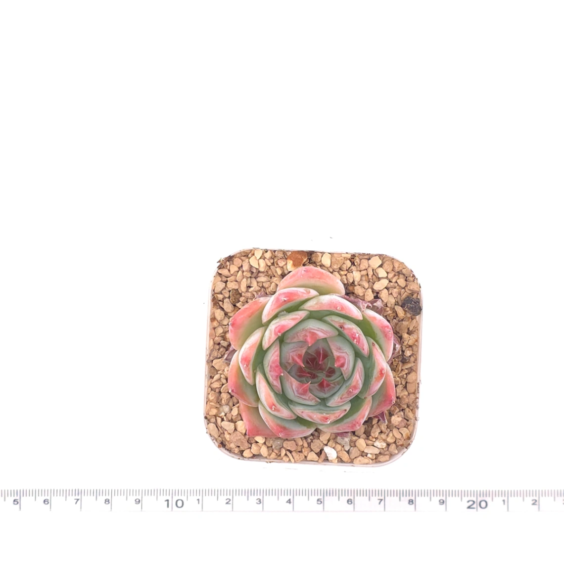Echeveria ‘Honey Peach’ | 水蜜桃 thumbnail 4