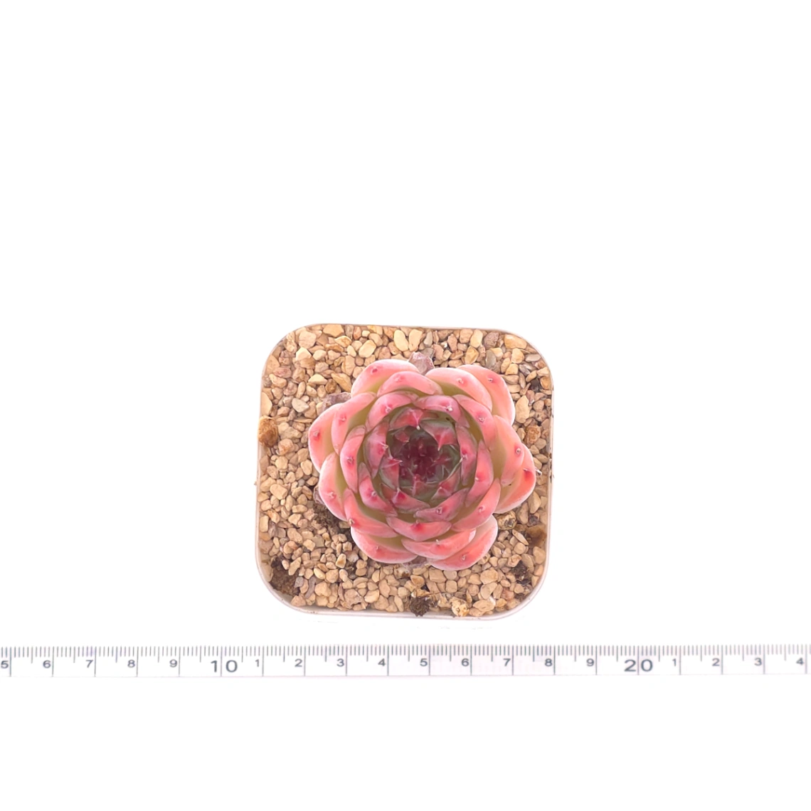 Echeveria ‘Honey Peach’ | 水蜜桃 thumbnail 4