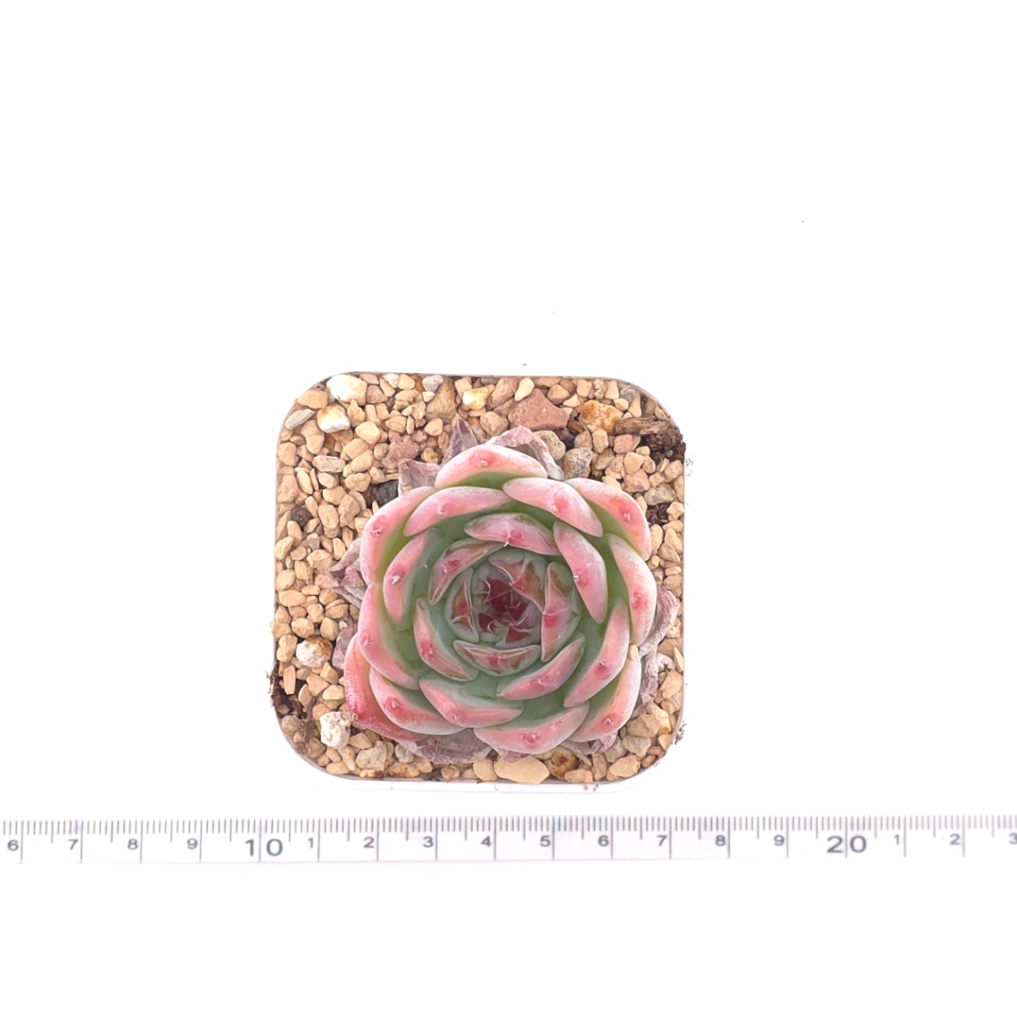 Echeveria ‘Honey Peach’ | 水蜜桃 thumbnail 4