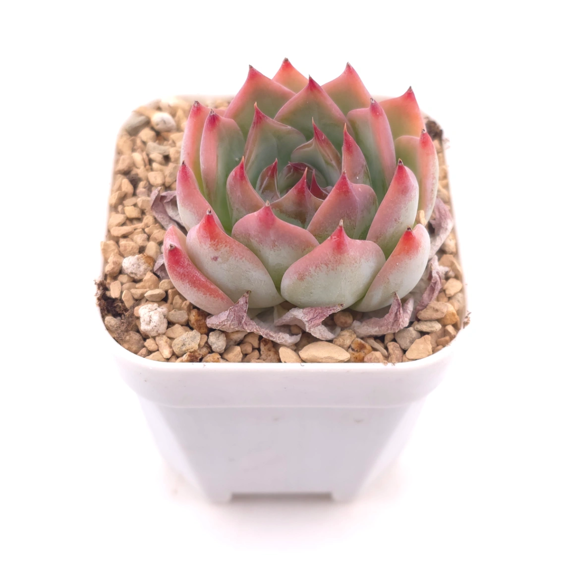 Echeveria ‘Honey Peach’ | 水蜜桃 thumbnail 2