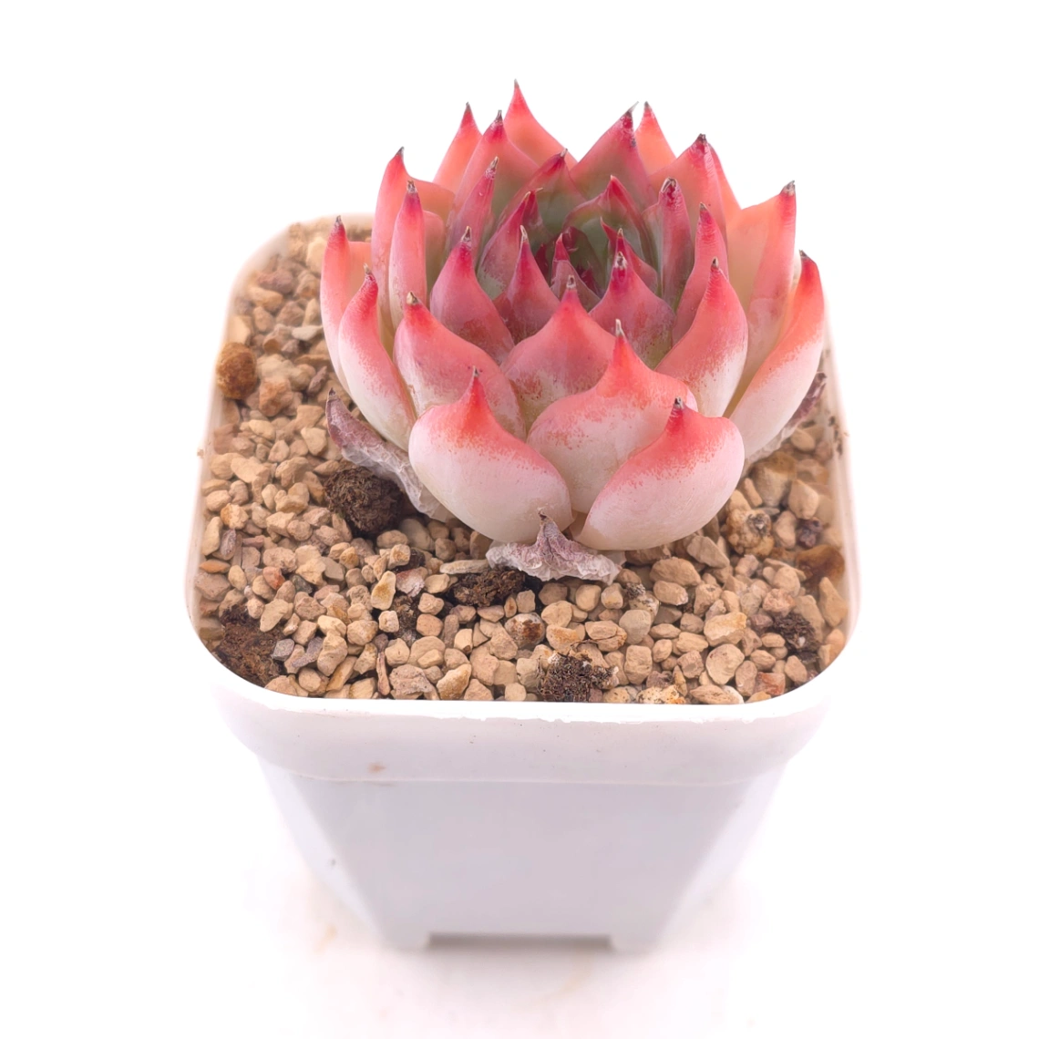 Echeveria ‘Honey Peach’ | 水蜜桃 thumbnail 2