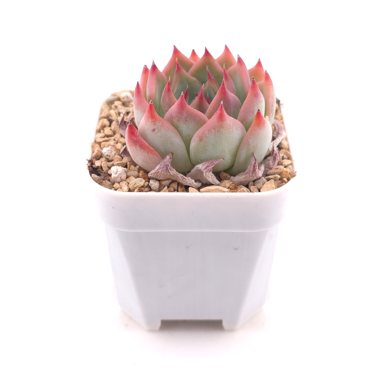 Echeveria ‘Honey Peach’ | 水蜜桃 thumbnail 3