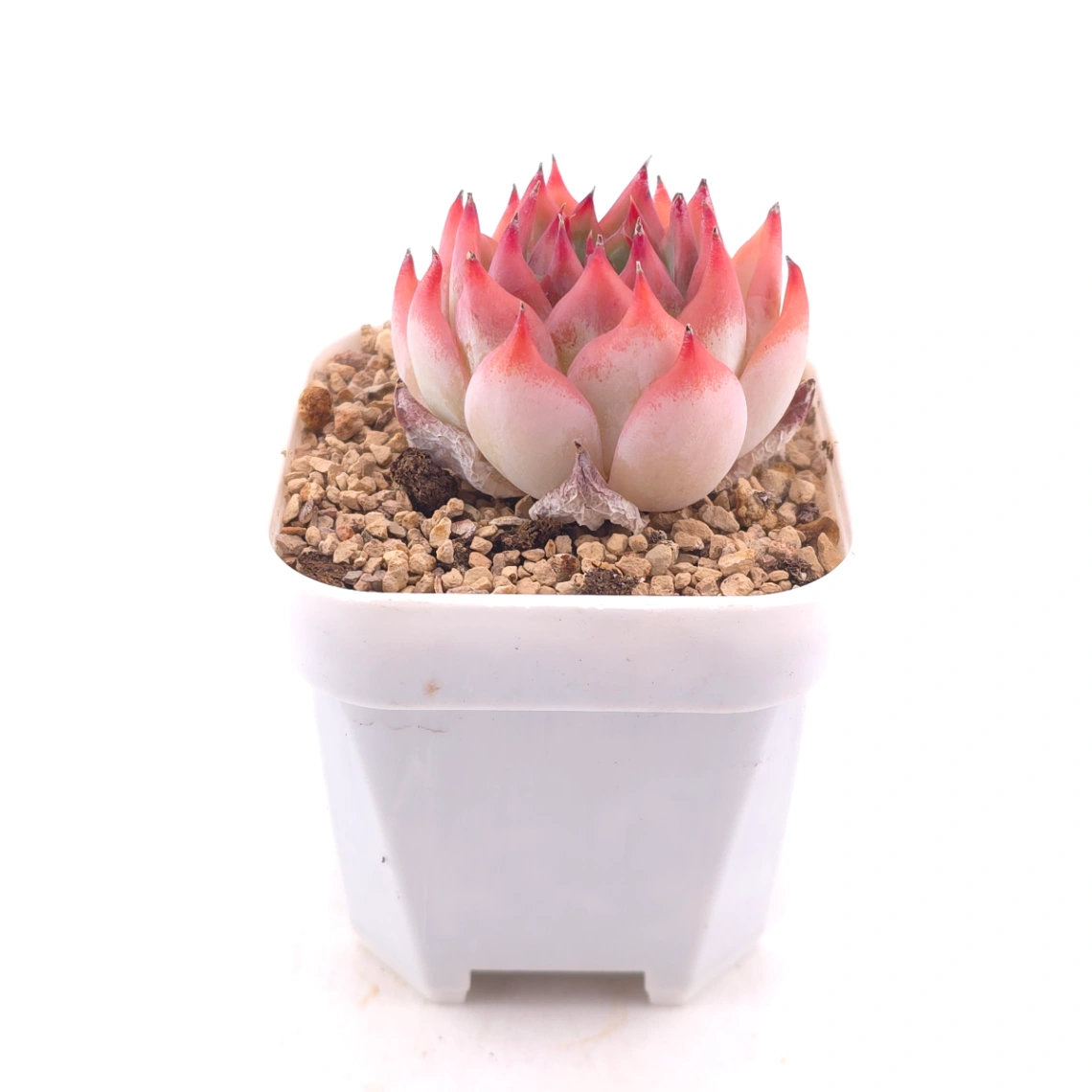 Echeveria ‘Honey Peach’ | 水蜜桃 thumbnail 3