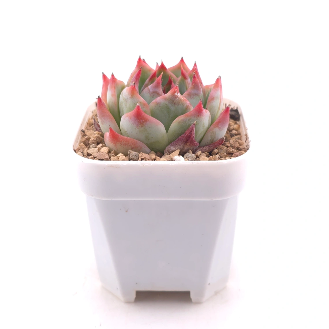 Echeveria ‘Honey Peach’ | 水蜜桃 thumbnail 3