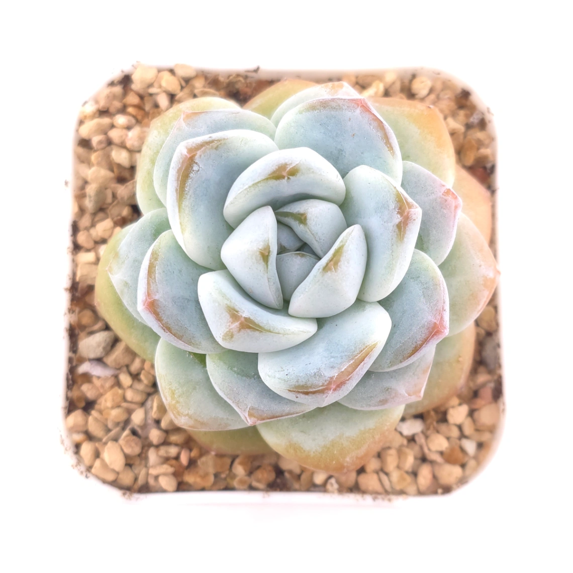 Echeveria ‘Ice Green’ | 冰玉 - View 1