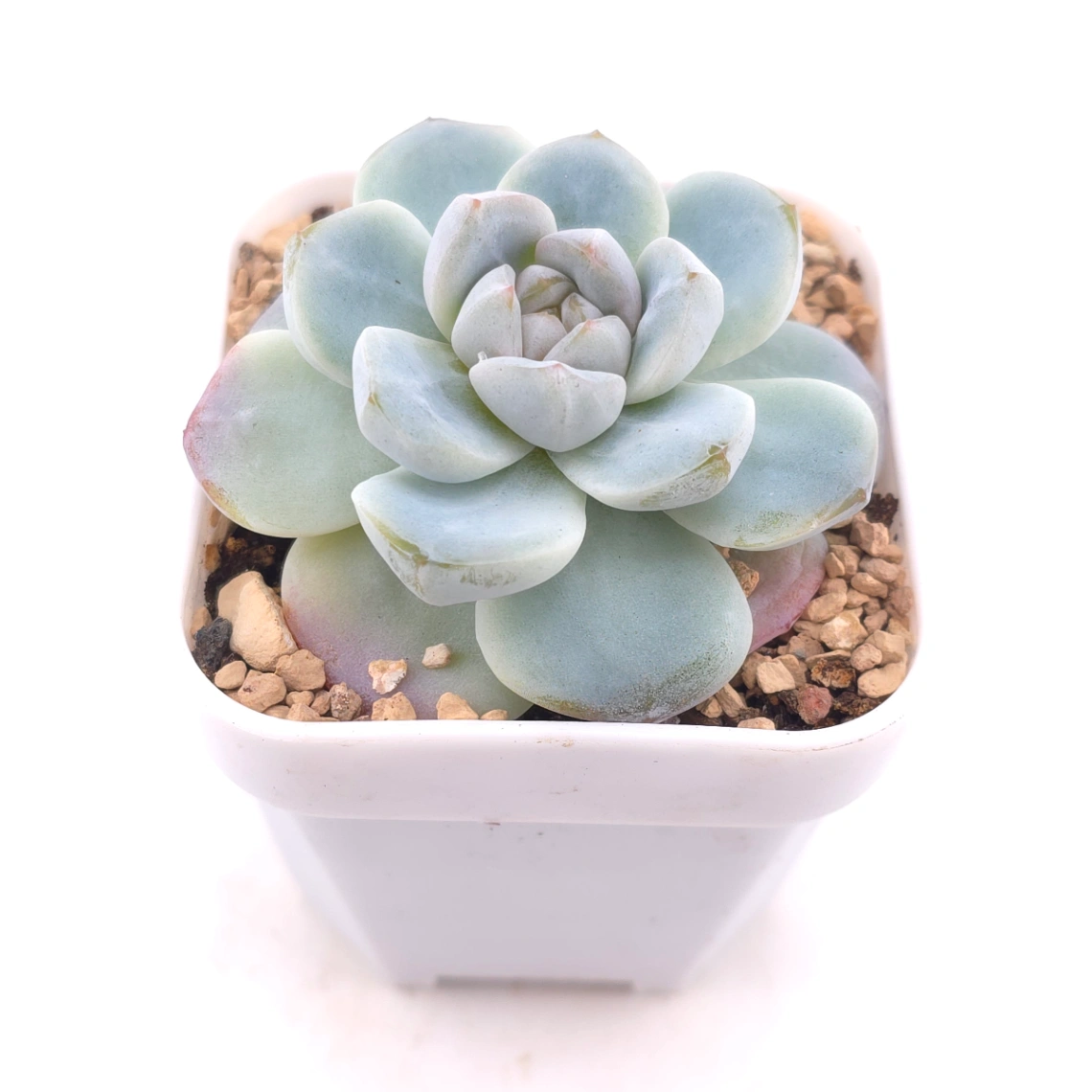 Echeveria ‘Ice Green’ | 冰玉 thumbnail 2