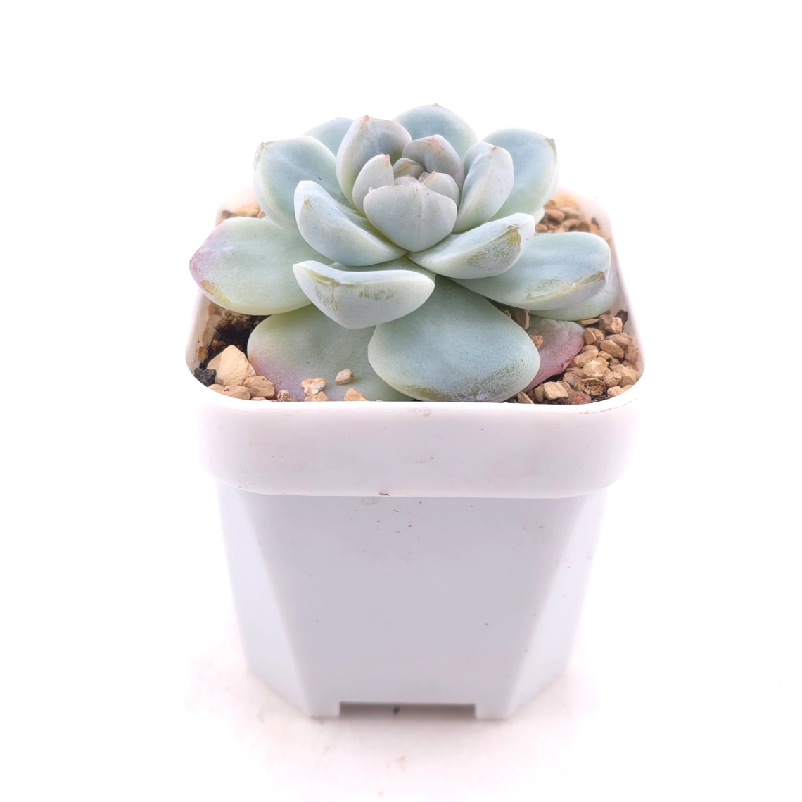 Echeveria ‘Ice Green’ | 冰玉 thumbnail 3
