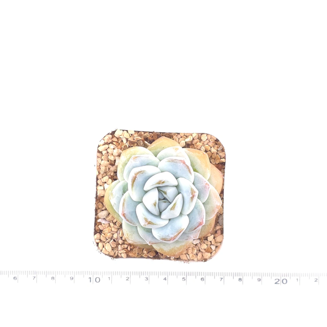 Echeveria ‘Ice Green’ | 冰玉 thumbnail 4