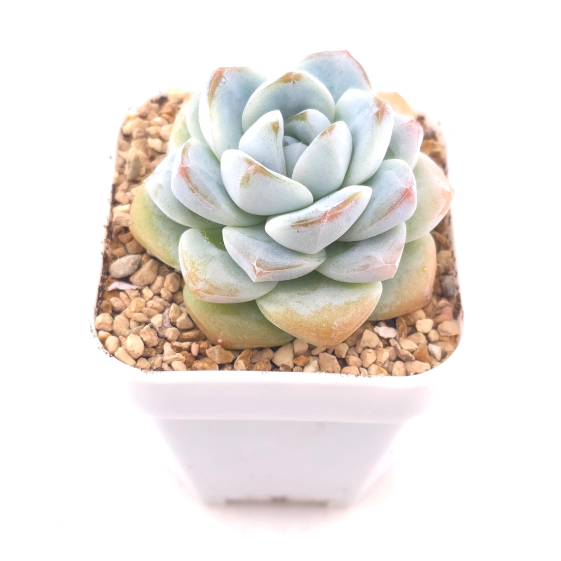 Echeveria ‘Ice Green’ | 冰玉 thumbnail 2
