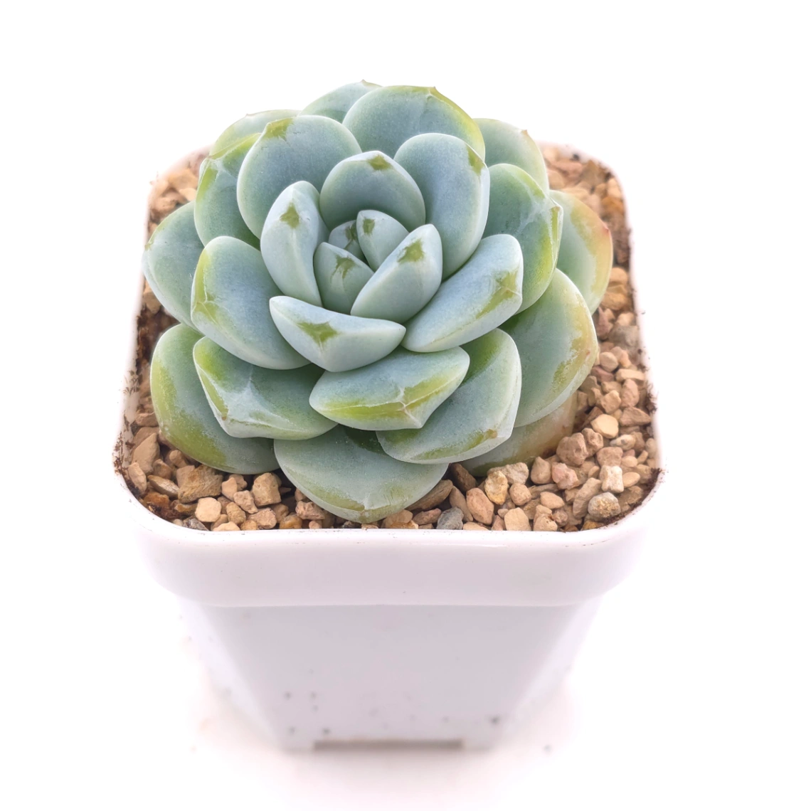 Echeveria ‘Ice Green’ | 冰玉 thumbnail 2