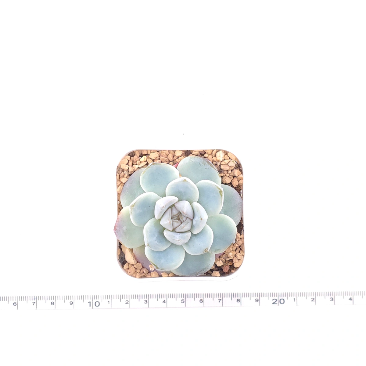 Echeveria ‘Ice Green’ | 冰玉 thumbnail 4