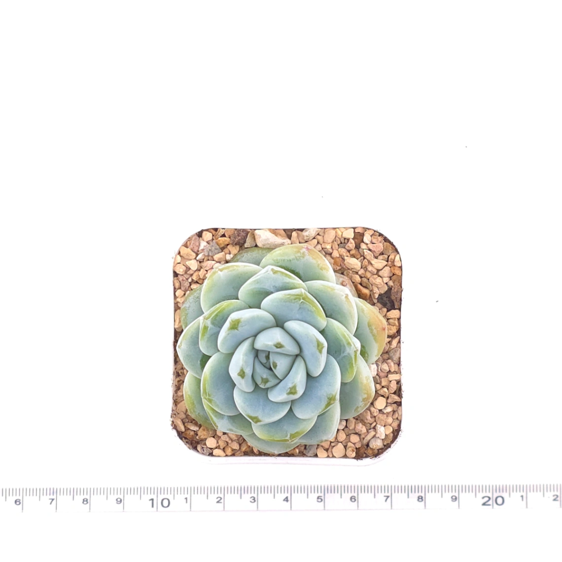 Echeveria ‘Ice Green’ | 冰玉 thumbnail 4