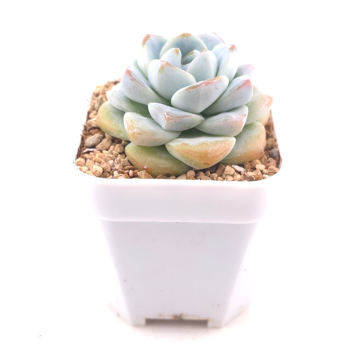 Echeveria ‘Ice Green’ | 冰玉 thumbnail 3