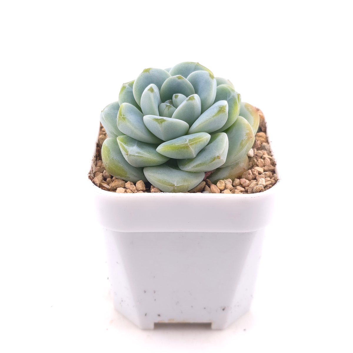 Echeveria ‘Ice Green’ | 冰玉 thumbnail 3