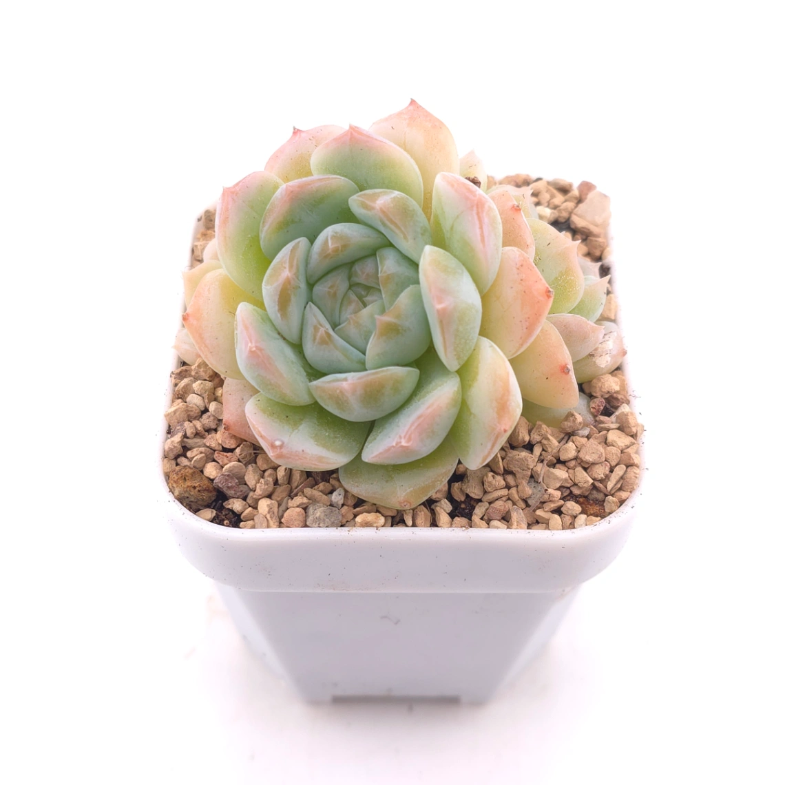 Echeveria ‘Ice Mountain’ | 冰山美人 thumbnail 2