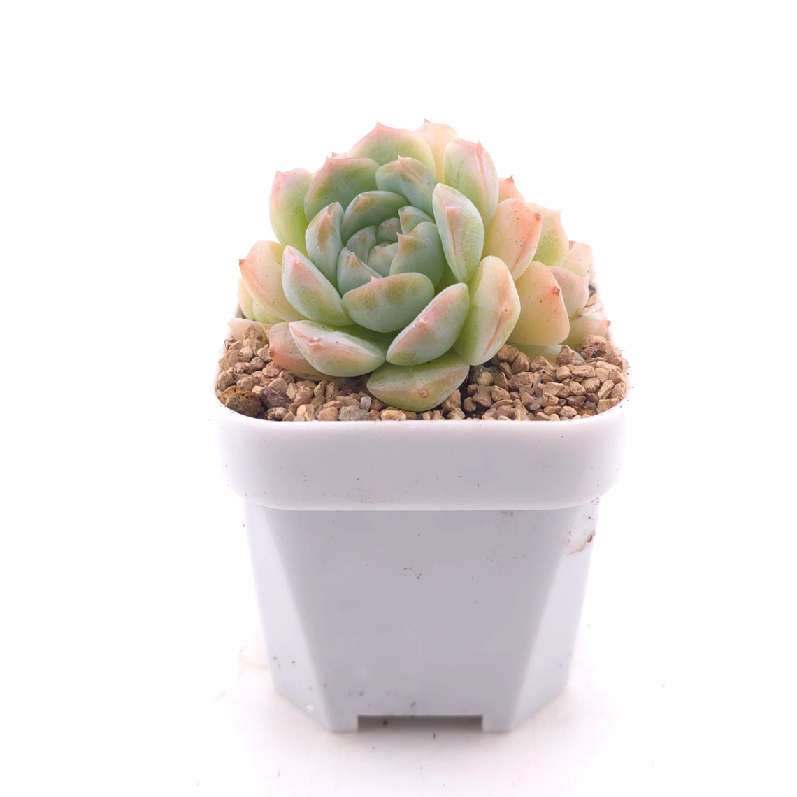 Echeveria ‘Ice Mountain’ | 冰山美人 thumbnail 3