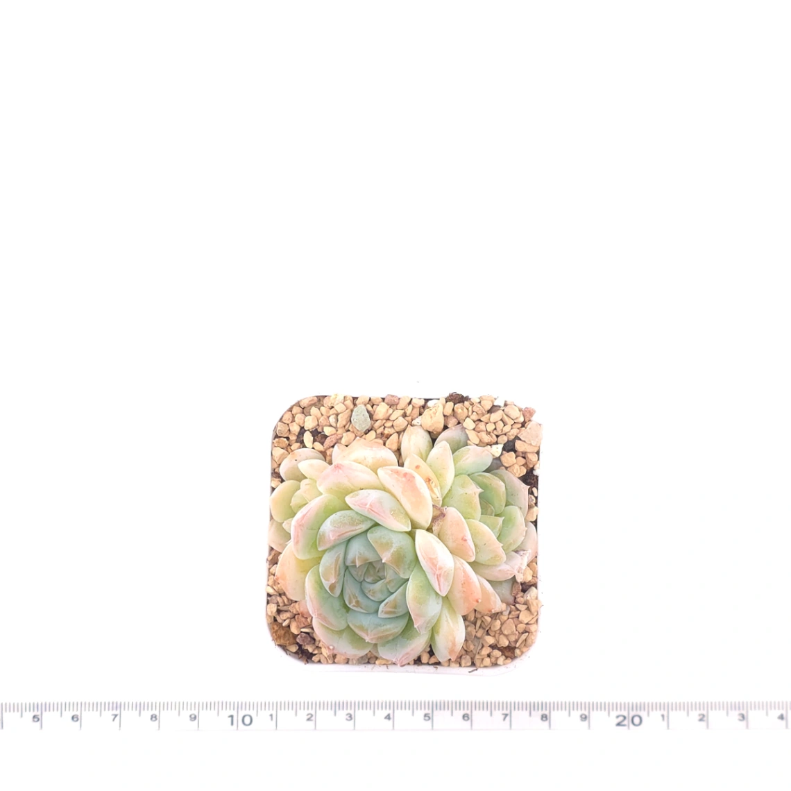 Echeveria ‘Ice Mountain’ | 冰山美人 thumbnail 4