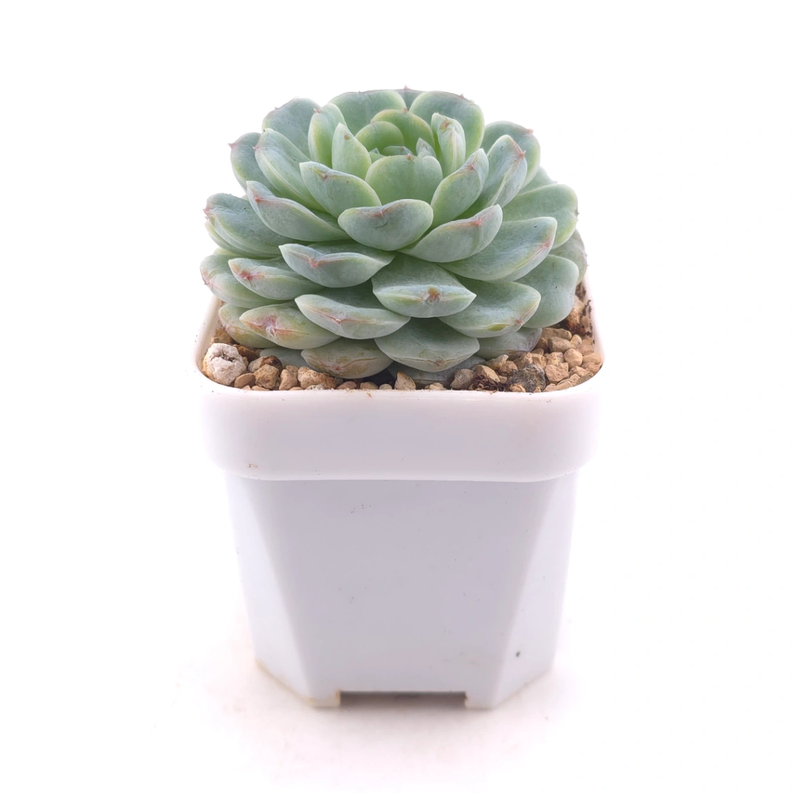 Echeveria ‘Ice Soul’ | 冰魄 thumbnail 3