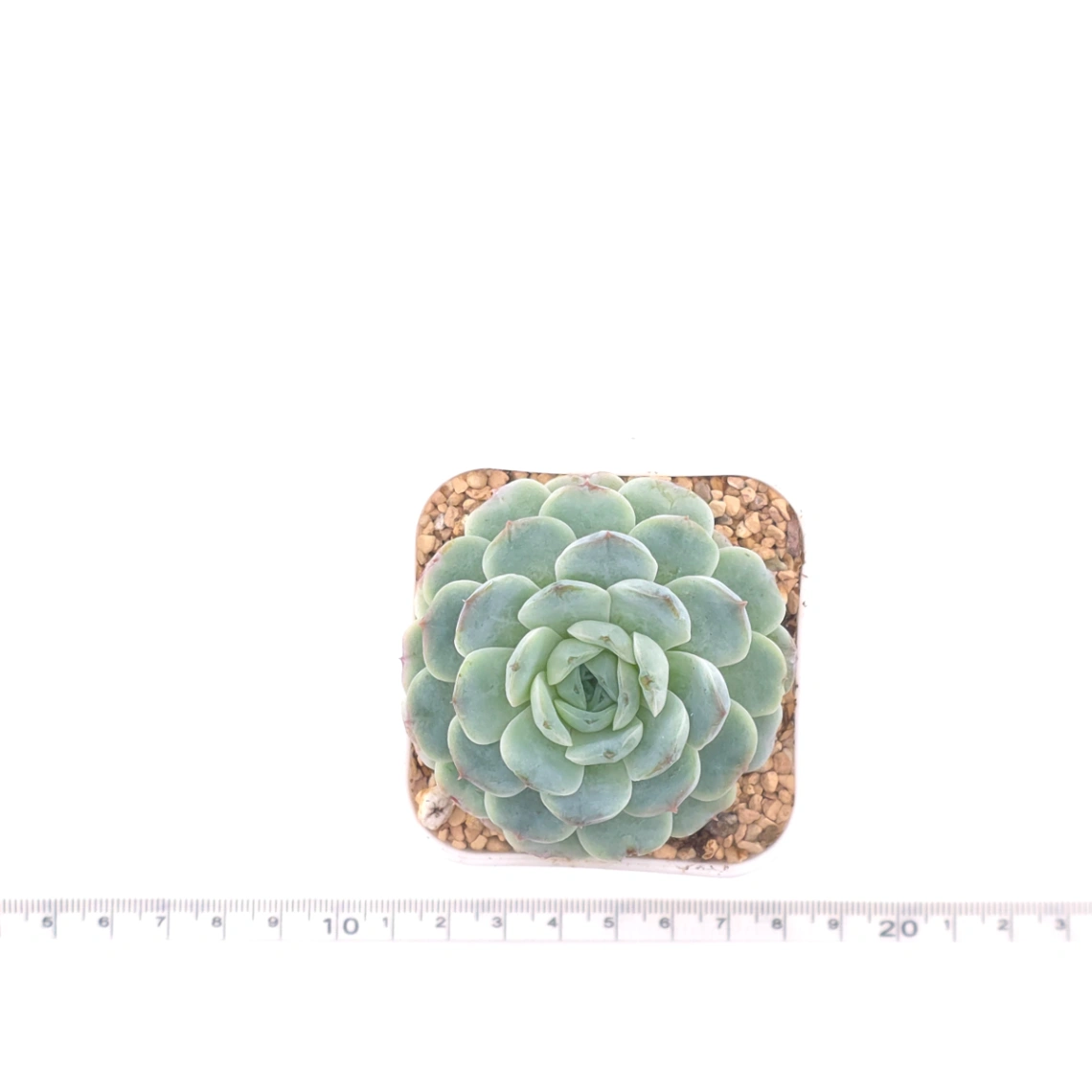 Echeveria ‘Ice Soul’ | 冰魄 thumbnail 4
