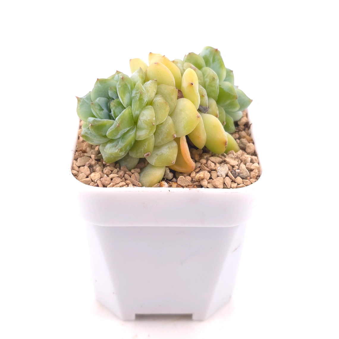 Echeveria ‘Ice Soul’ | 冰魄 thumbnail 3