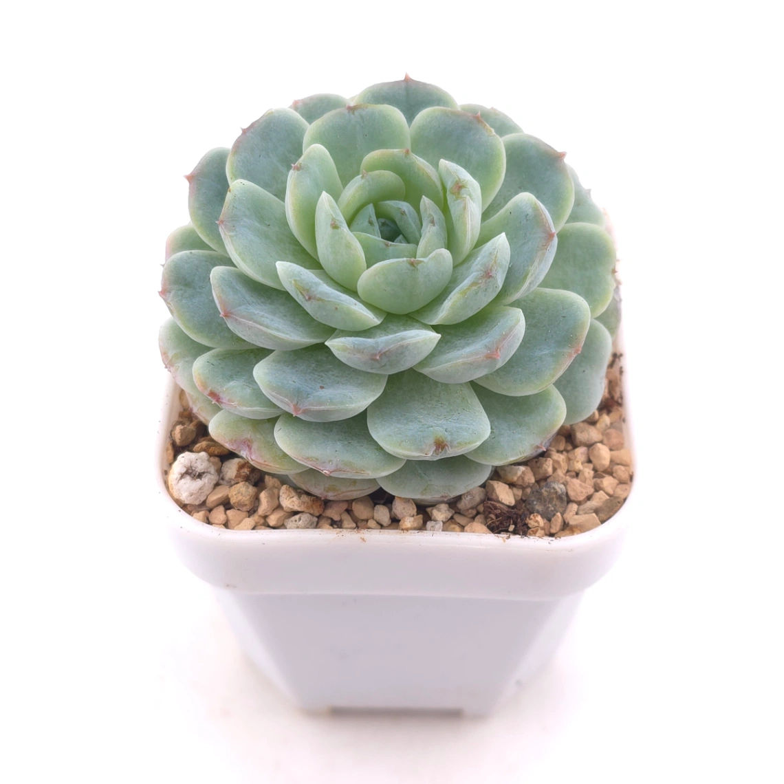 Echeveria ‘Ice Soul’ | 冰魄 thumbnail 2