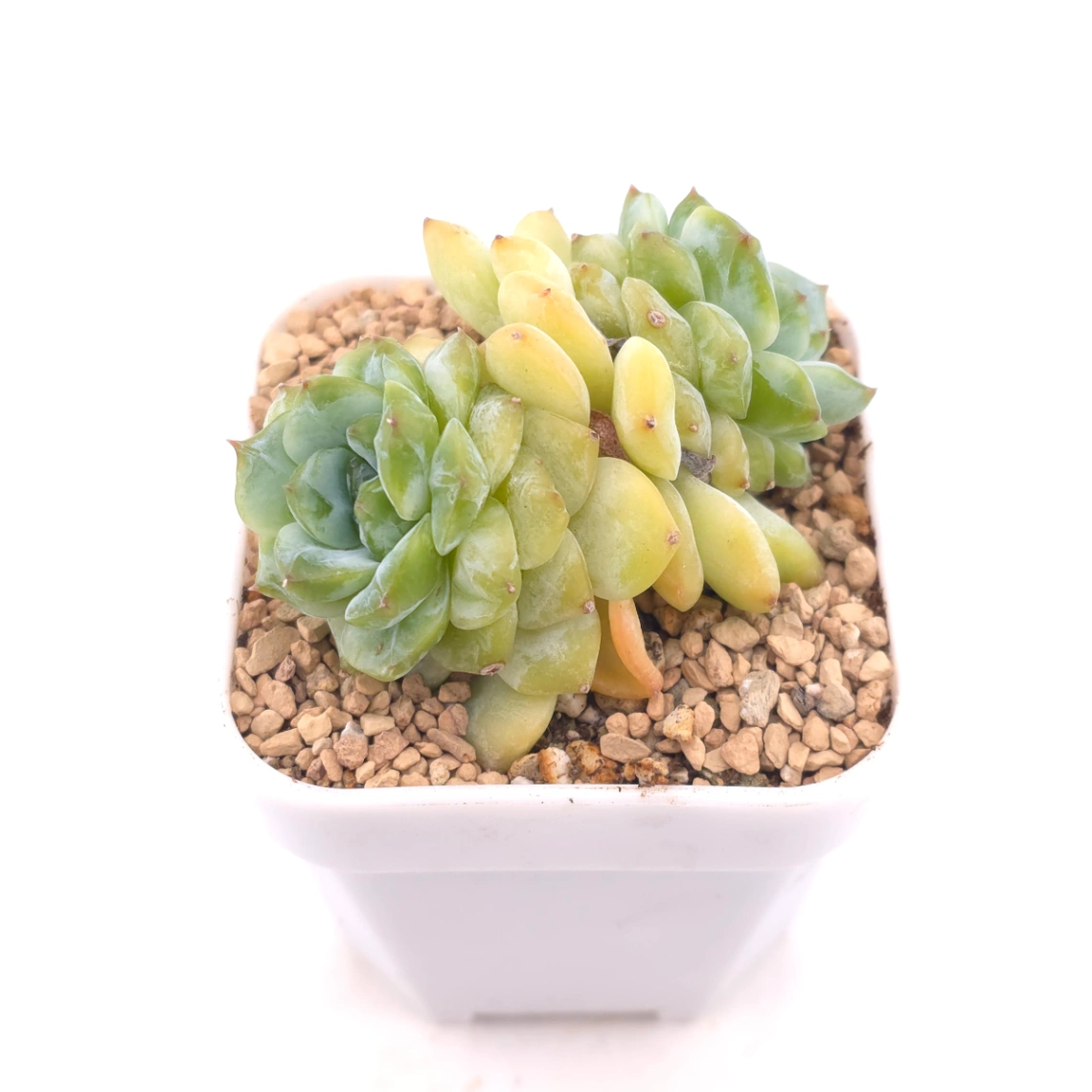 Echeveria ‘Ice Soul’ | 冰魄 thumbnail 2