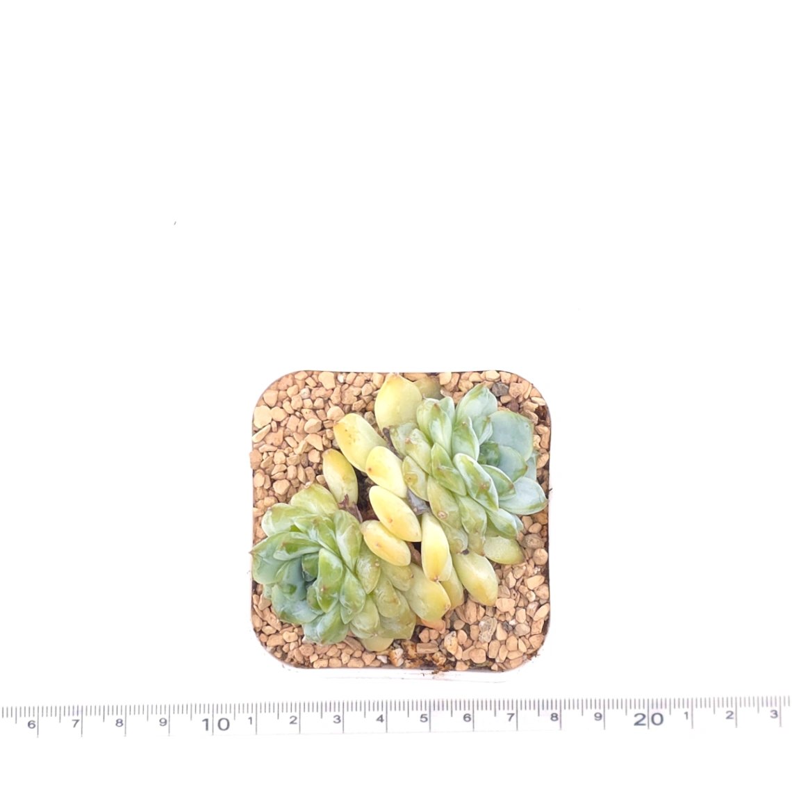 Echeveria ‘Ice Soul’ | 冰魄 thumbnail 4