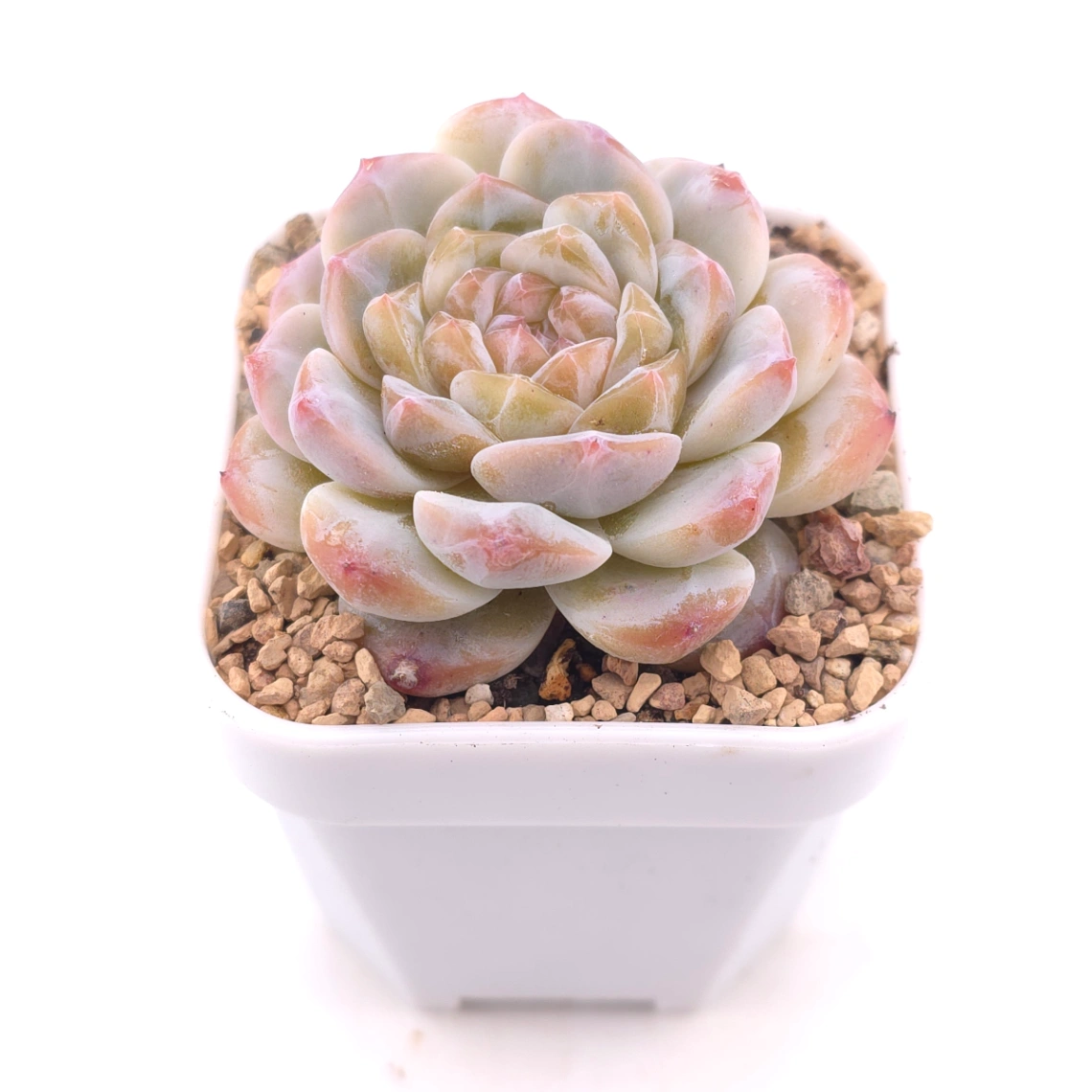 Echeveria ‘Jenny’ | 珍妮 thumbnail 2