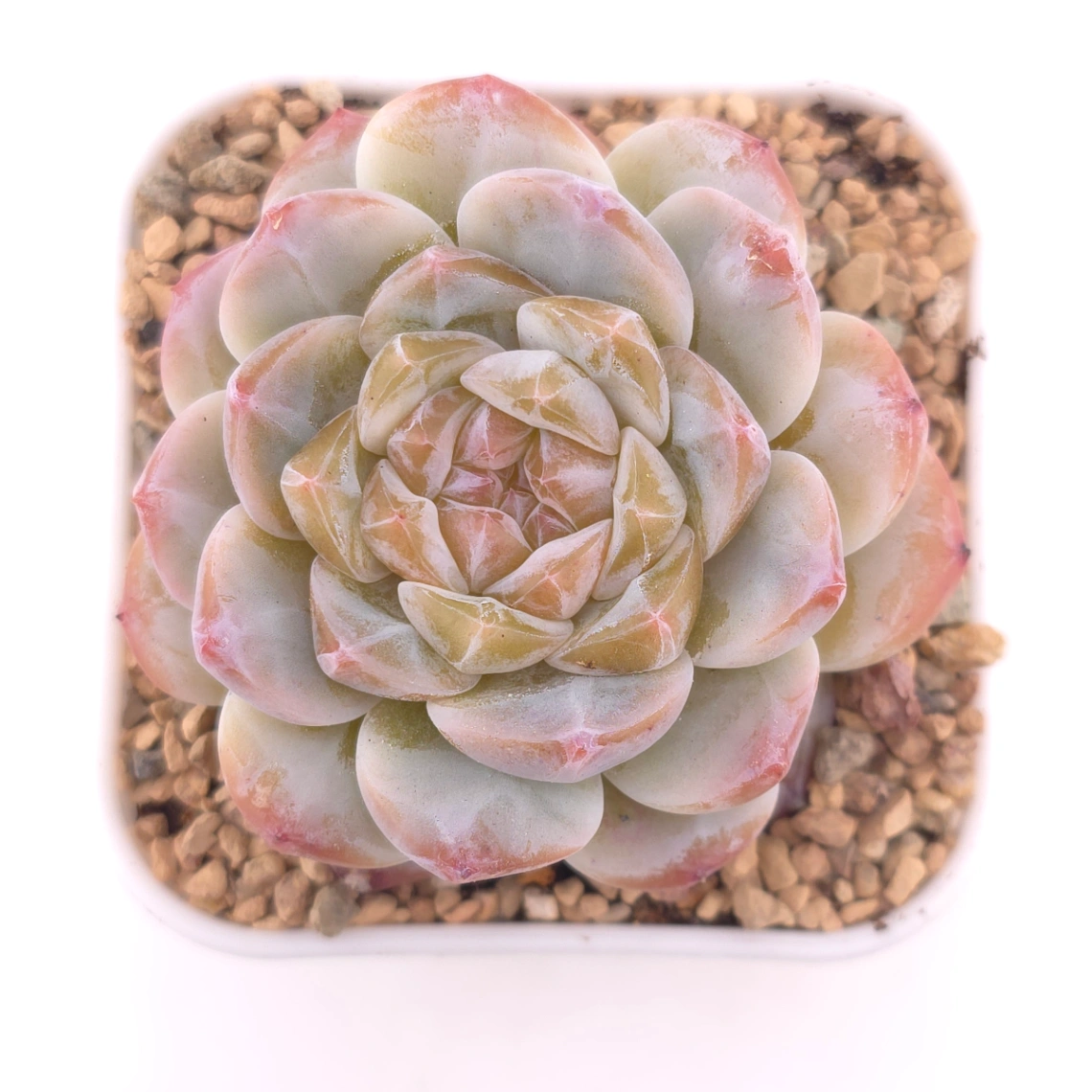 Echeveria ‘Jenny’ | 珍妮 - View 1