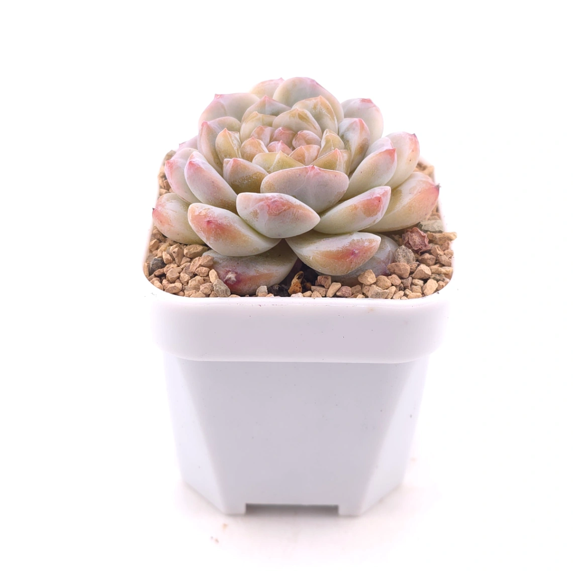 Echeveria ‘Jenny’ | 珍妮 thumbnail 3