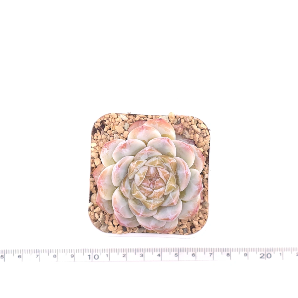 Echeveria ‘Jenny’ | 珍妮 thumbnail 4