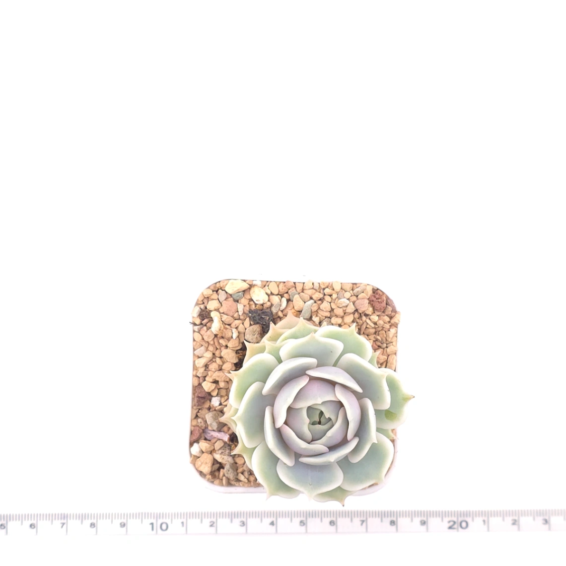 Echeveria ‘Lola’ | 露娜蓮 thumbnail 4