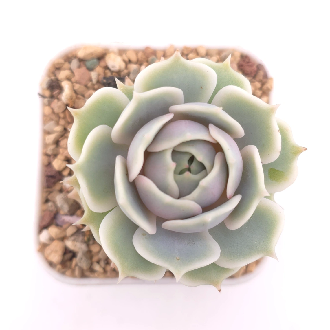 Echeveria ‘Lola’ | 露娜蓮 - View 1