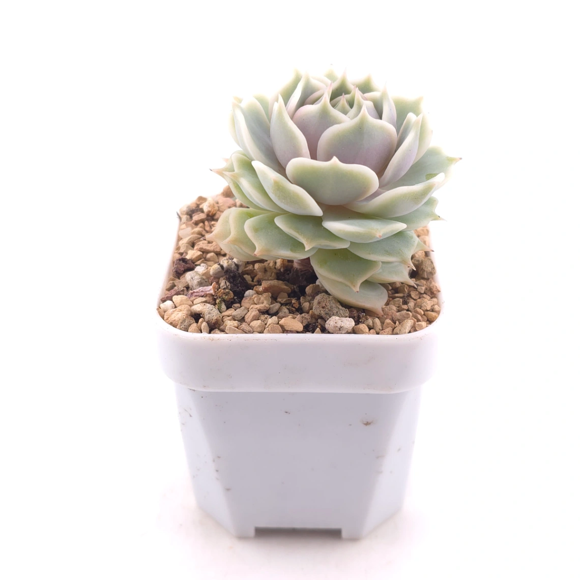 Echeveria ‘Lola’ | 露娜蓮 thumbnail 3