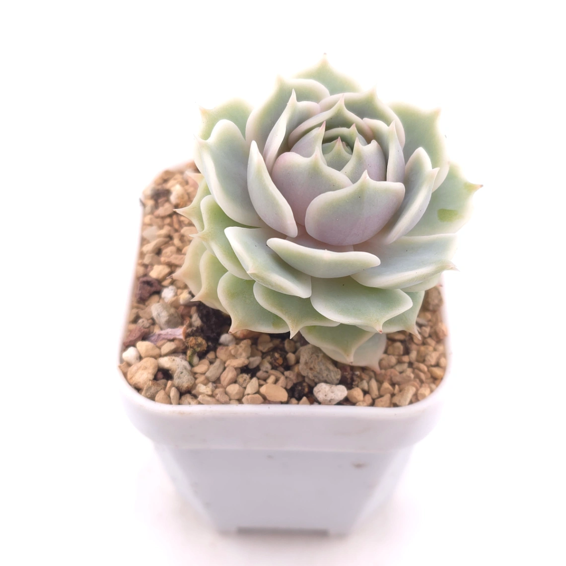 Echeveria ‘Lola’ | 露娜蓮 thumbnail 2