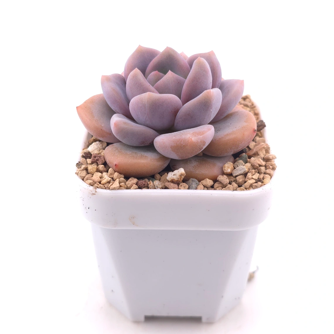 Echeveria ‘Lulu’ | 露露 thumbnail 3