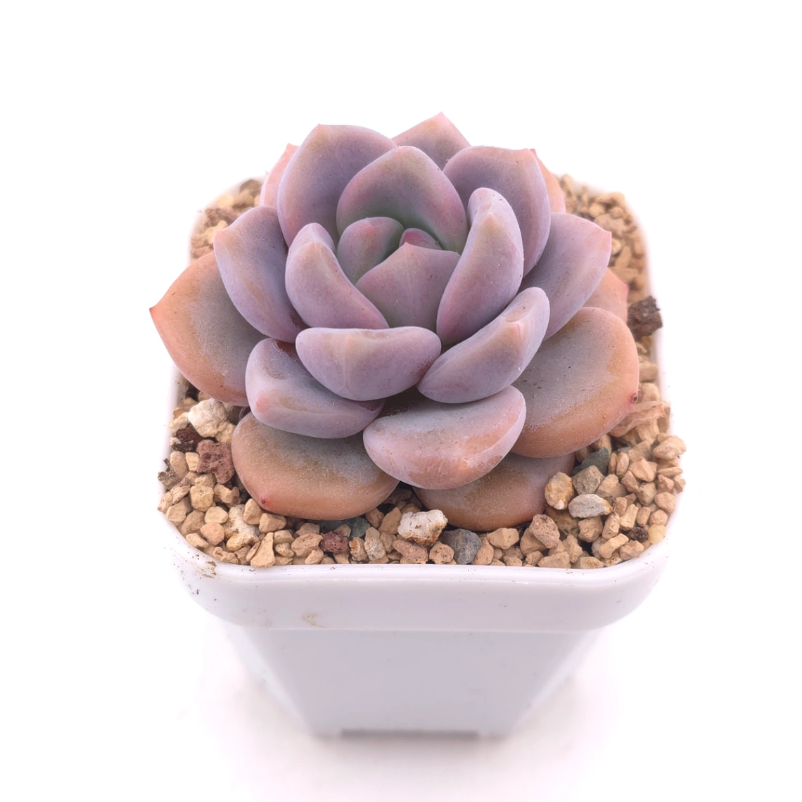 Echeveria ‘Lulu’ | 露露 thumbnail 2